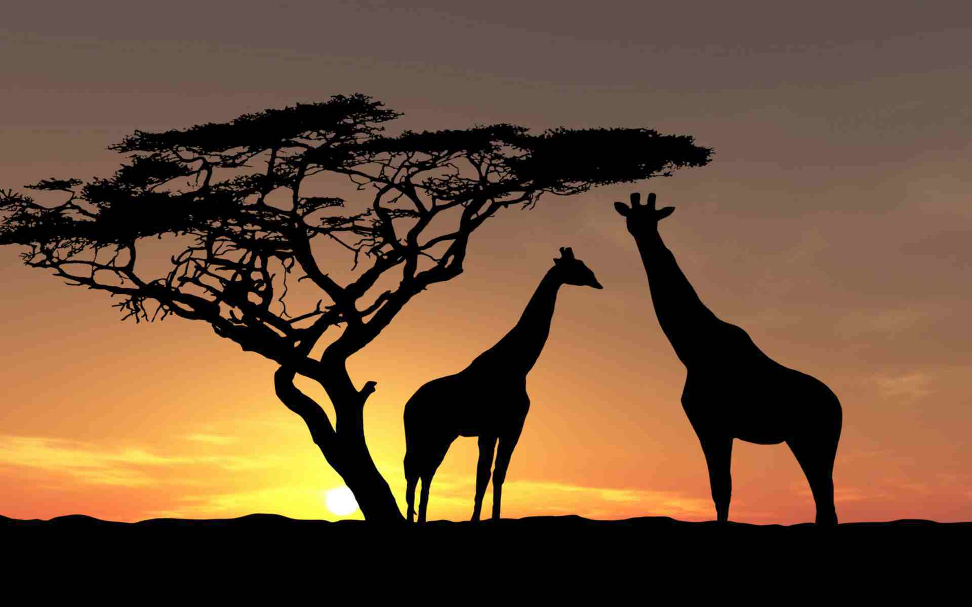 Safari en Afrique, tout ce qu'il faut savoir sur la question