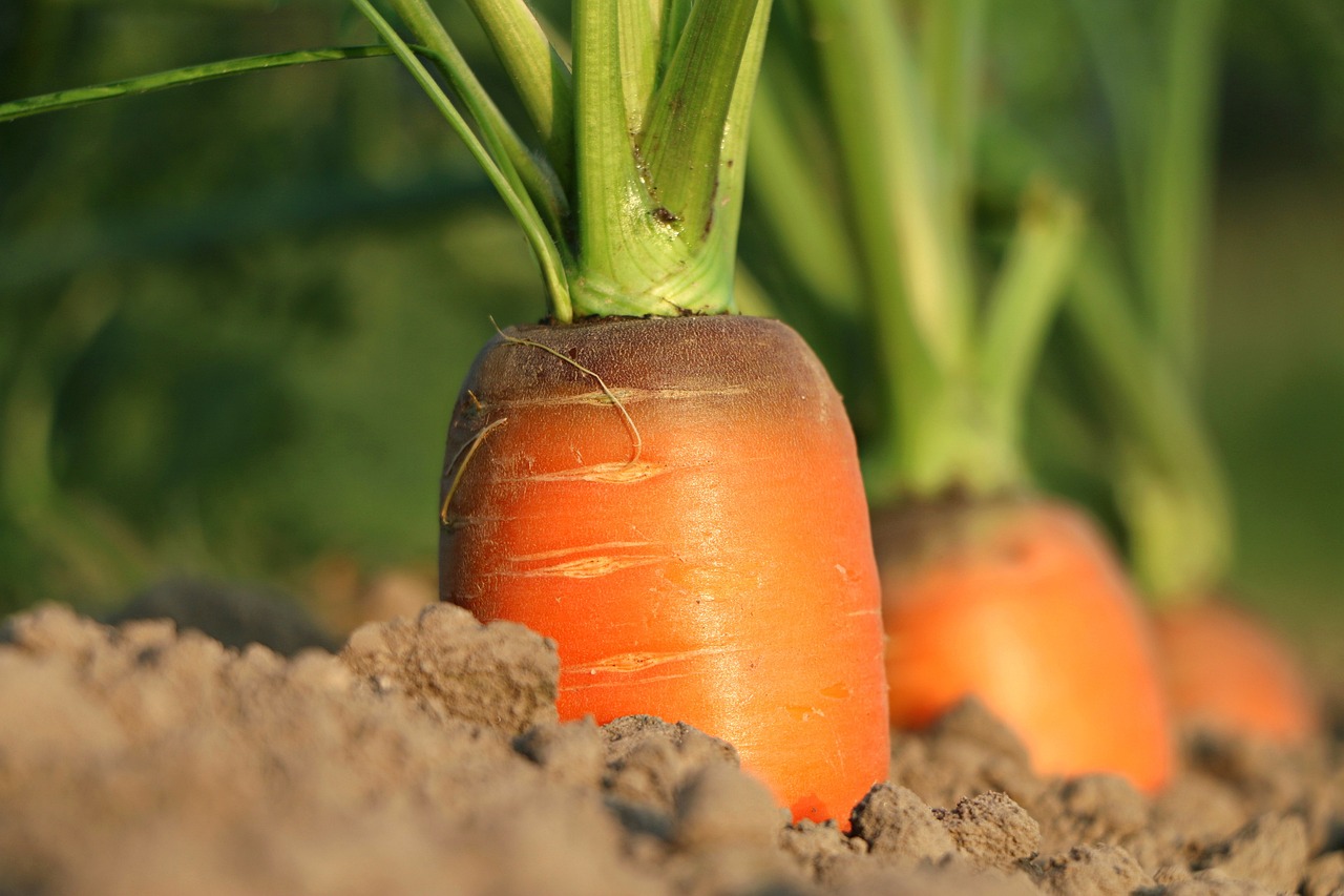 Comment éclaircir les carottes pour un rendement optimal ?