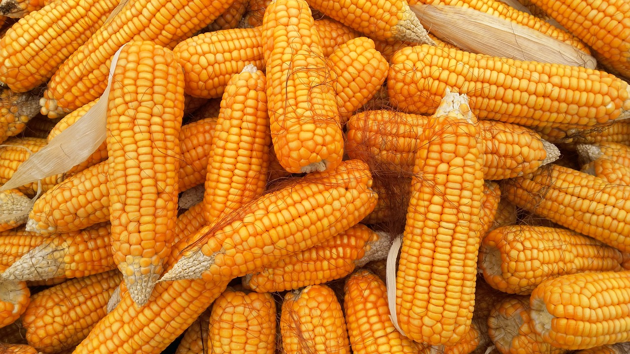 Cuire des épis de maïs : Comment obtenir des épis de maïs fondants