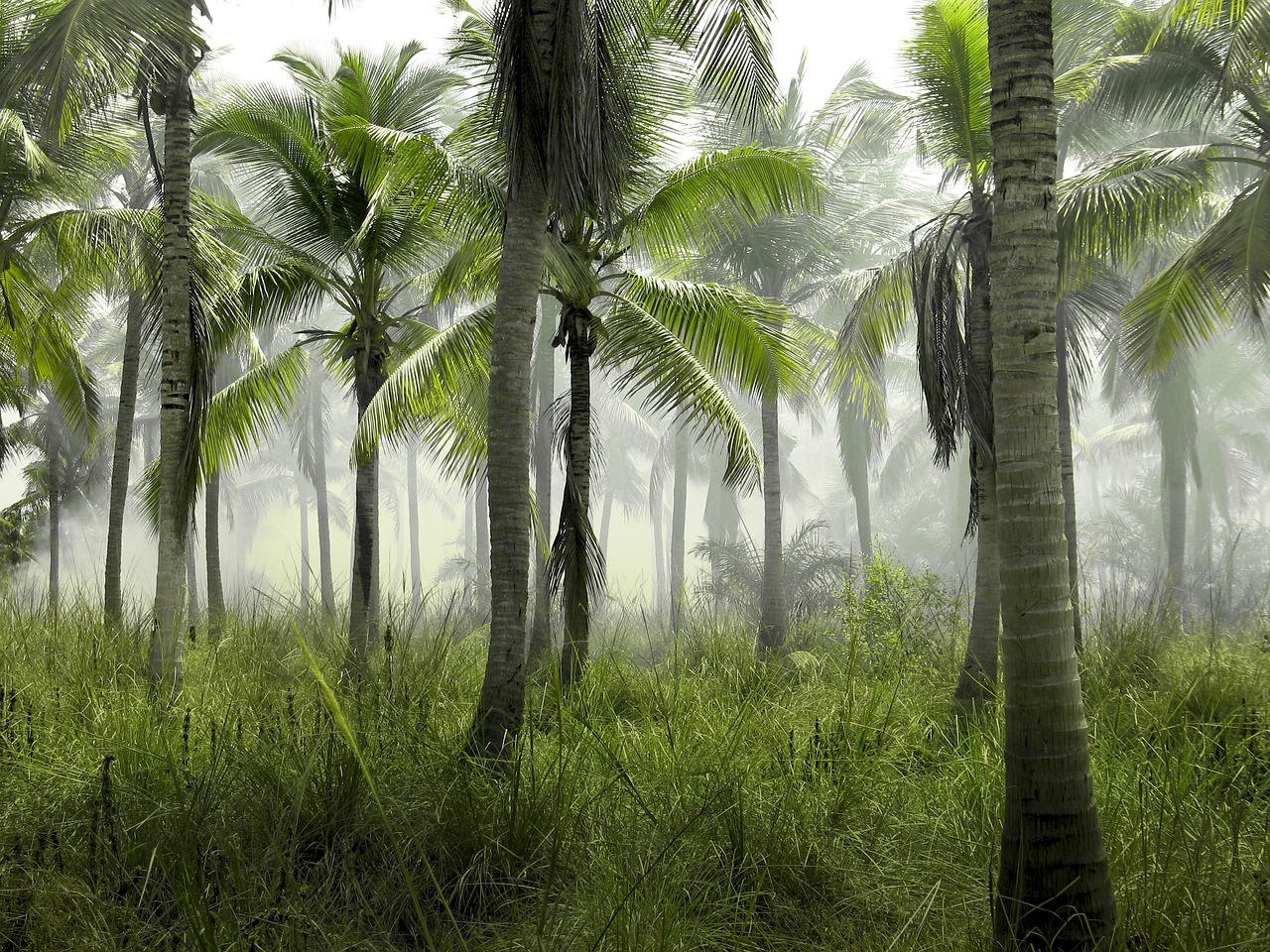 Quels types de plantes peuvent être plantées avec un palmier?